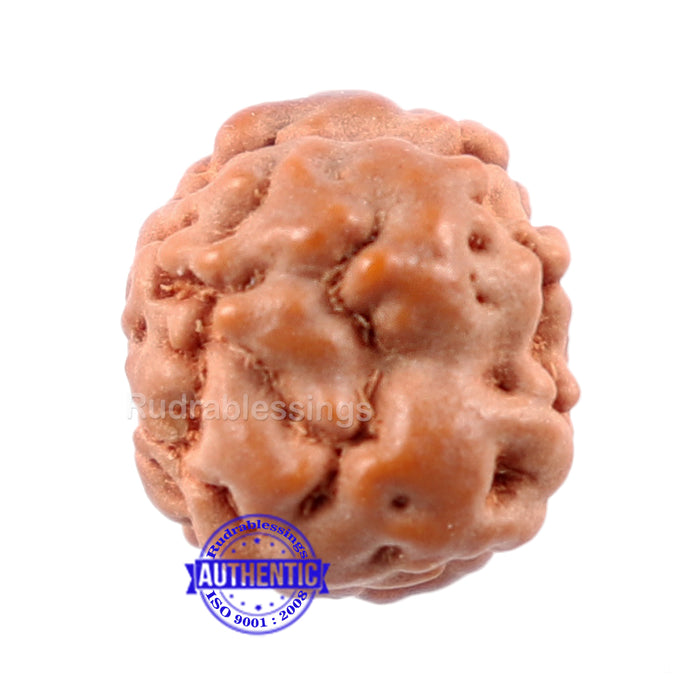 None Mukhi Rudraksha from Indonesia - Bead No. 3
