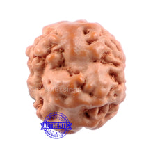 Load image into Gallery viewer, None Mukhi Rudraksha from Indonesia - Bead No. 3
