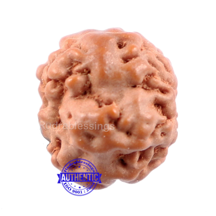 None Mukhi Rudraksha from Indonesia - Bead No. 3