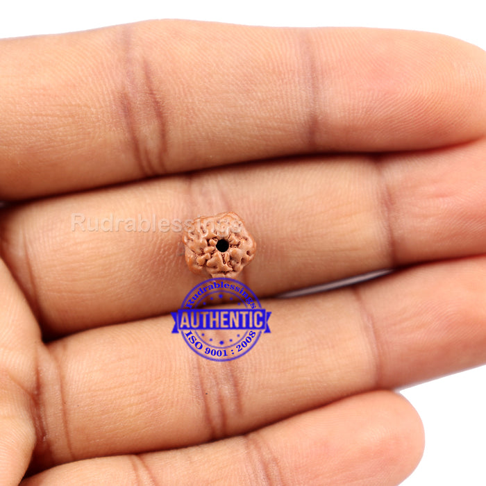 Non Mukhi Rudraksha from Indonesia - Bead No. 4
