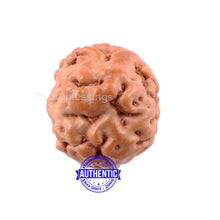 Load image into Gallery viewer, Non Mukhi Rudraksha from Indonesia - Bead No. 4
