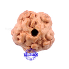 Load image into Gallery viewer, Non Mukhi Rudraksha from Indonesia - Bead No. 4
