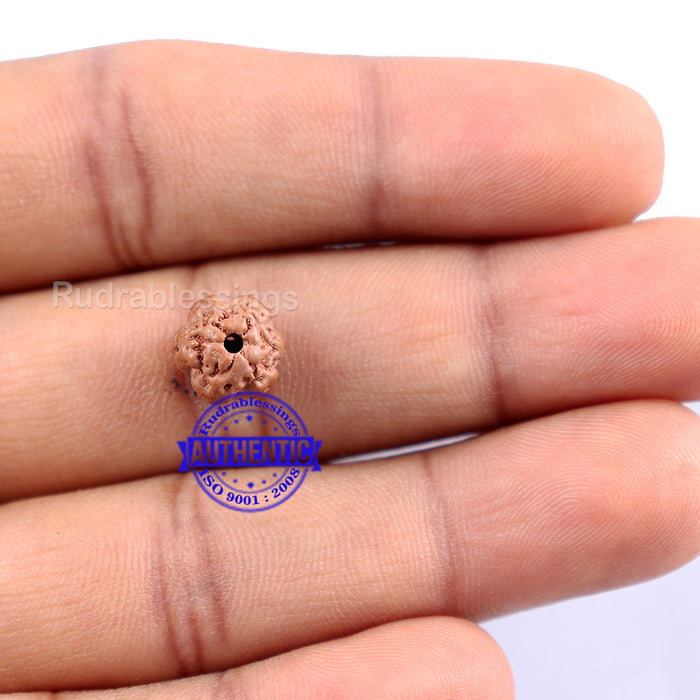 None Mukhi Rudraksha from Indonesia - Bead No. 5
