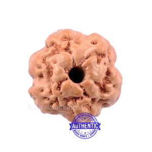 None Mukhi Rudraksha from Indonesia - Bead No. 5