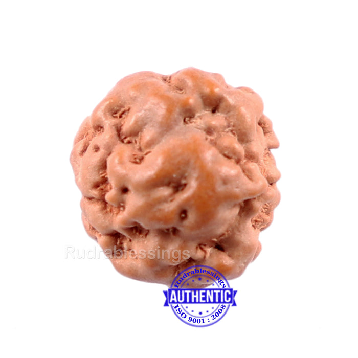 None Mukhi Rudraksha from Indonesia - Bead No. 5