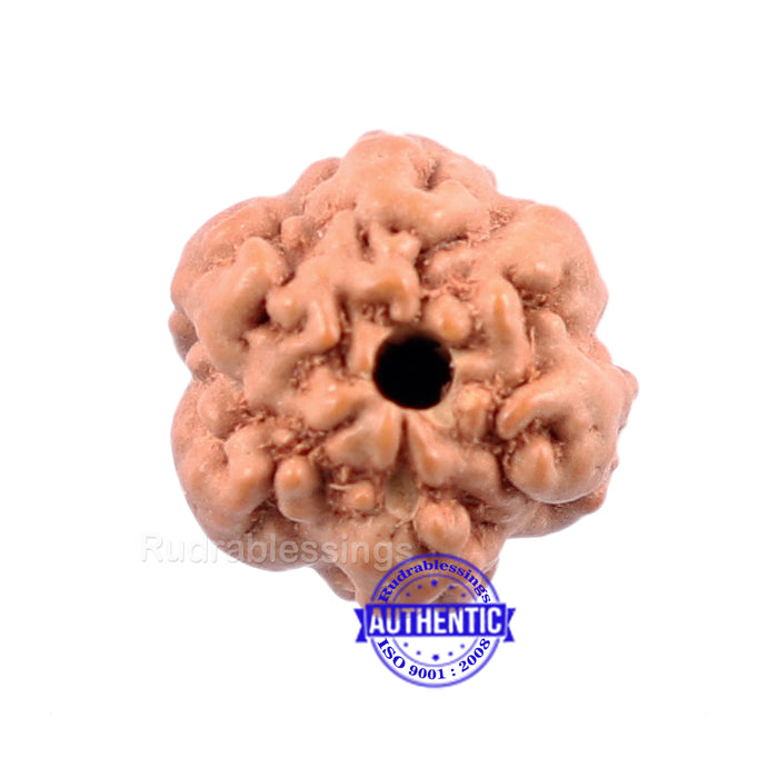 None Mukhi Rudraksha from Indonesia - Bead No. 5