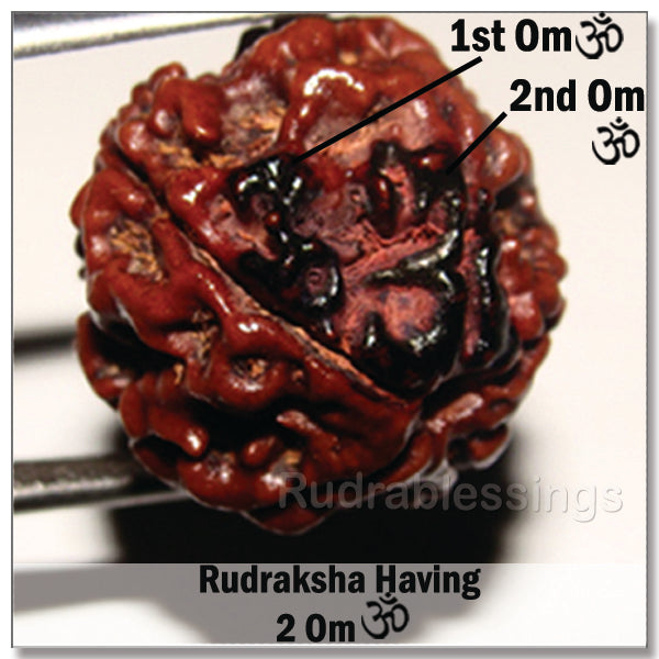 5 Mukhi Rudraksha with 2 Om - 2