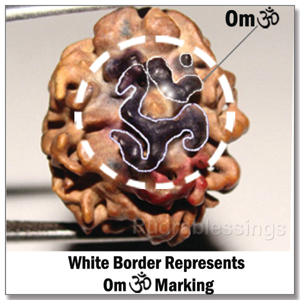 3 Mukhi Rudraksha with Om Marking