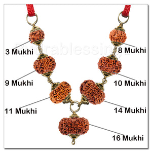 Rudraksha Ultimate Protector From Nepal