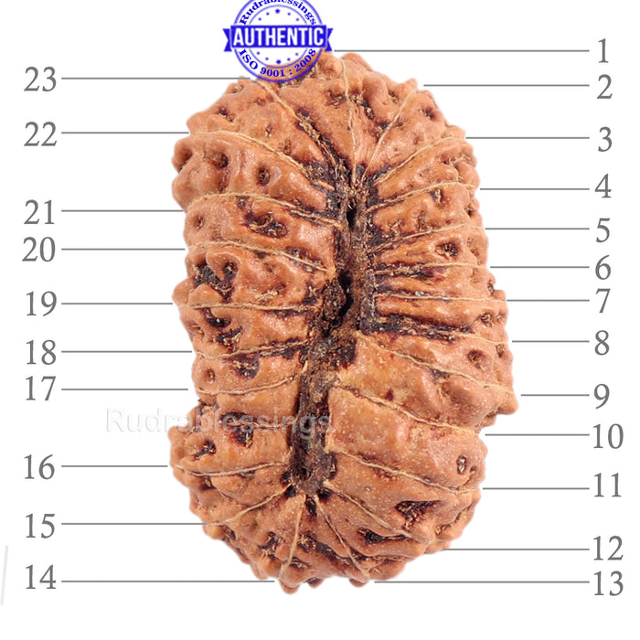 23 Mukhi Rudraksha from Indonesia