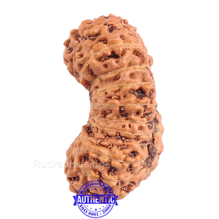 23 Mukhi Rudraksha from Indonesia