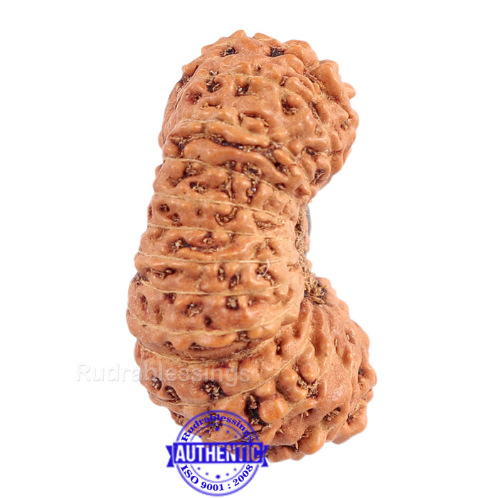23 Mukhi Rudraksha from Indonesia