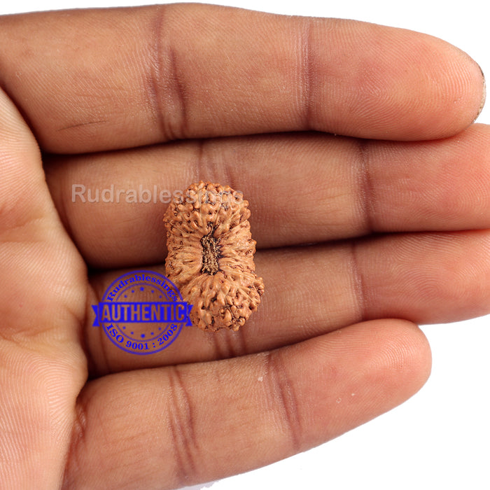 23 Mukhi Rudraksha from Indonesia