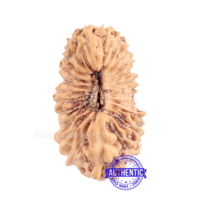23 Mukhi Rudraksha from Indonesia
