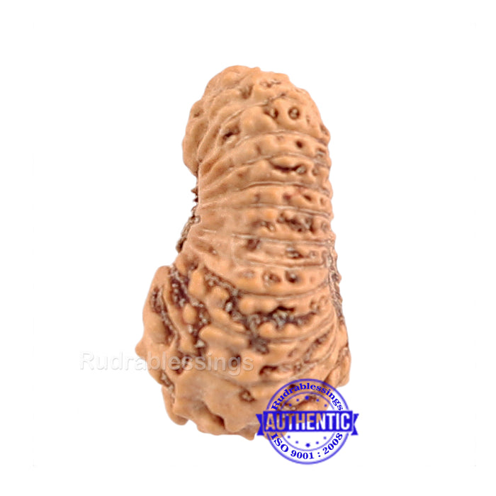 23 Mukhi Rudraksha from Indonesia