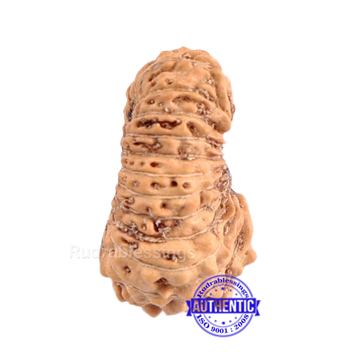 23 Mukhi Rudraksha from Indonesia