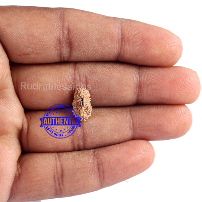 23 Mukhi Rudraksha from Indonesia