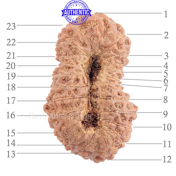 23 Mukhi Rudraksha from Indonesia