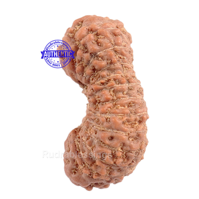 23 Mukhi Rudraksha from Indonesia
