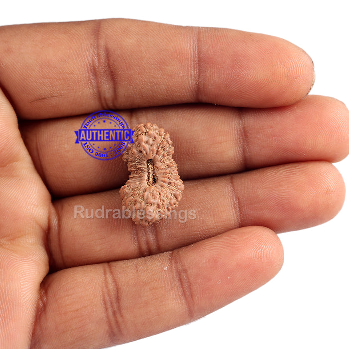 23 Mukhi Rudraksha from Indonesia