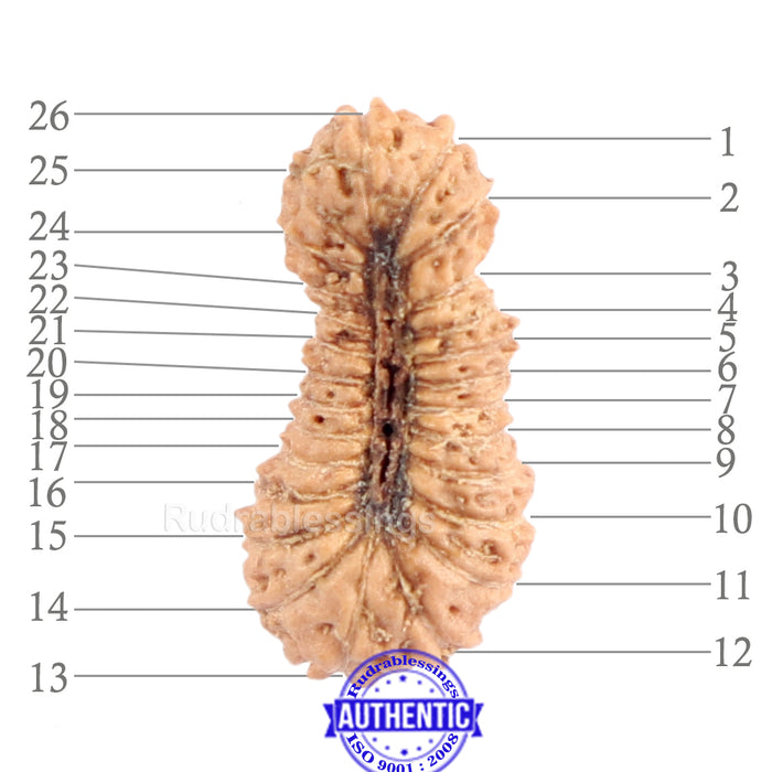 26 Mukhi Rudraksha from Indonesia