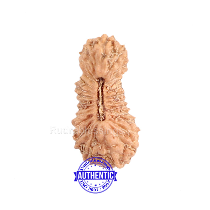 26 Mukhi Rudraksha from Indonesia