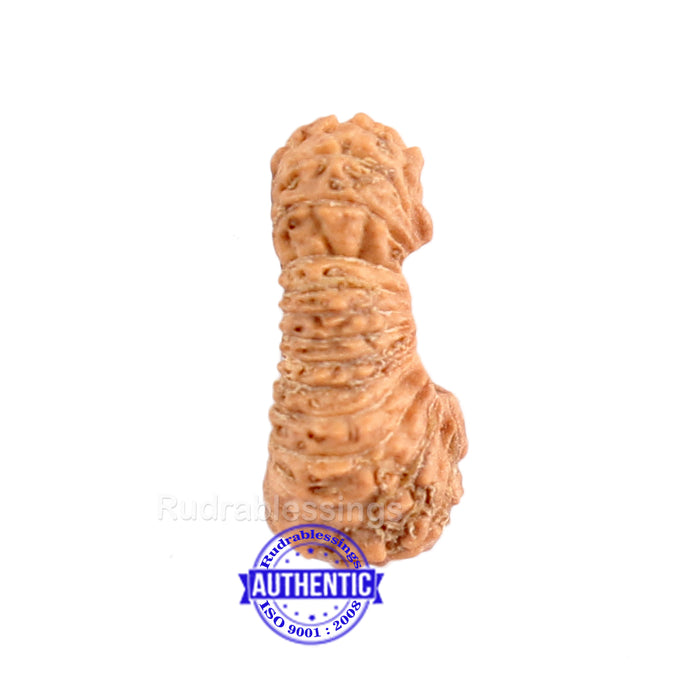 26 Mukhi Rudraksha from Indonesia