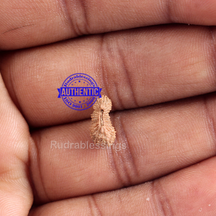 26 Mukhi Rudraksha from Indonesia