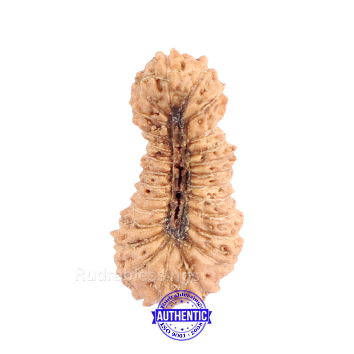 26 Mukhi Rudraksha from Indonesia