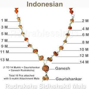 Rudraksha SidhShakti Mala from Indonesia (Mini size beads) - 2