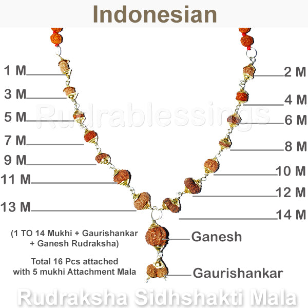 Rudraksha SidhShakti Mala from Indonesia (Mini size beads) - 2