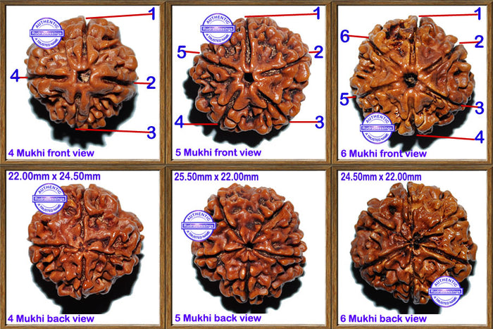 Rudraksha Set - (4 to 6 Mukhi)