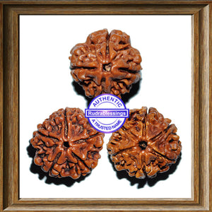 Rudraksha Set - (4 to 6 Mukhi)