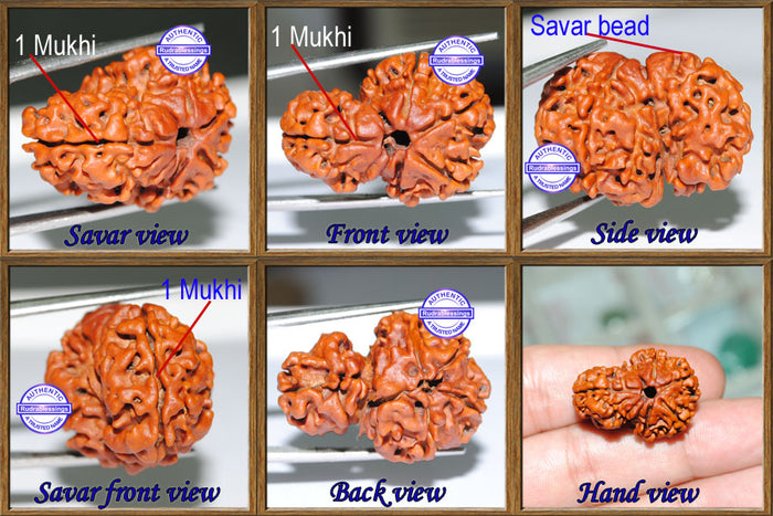 1 Mukhi Savar Rudraksha from Nepal - Bead No. 2