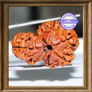 1 Mukhi Savar Rudraksha from Nepal - Bead No. 2