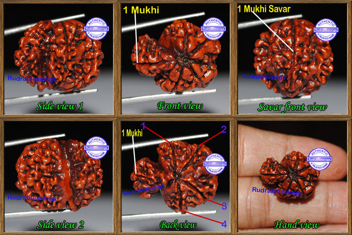 1 Mukhi Savar Rudraksha from Nepal - Bead No. 46