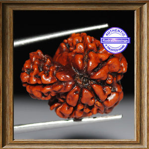 1 Mukhi Savar Rudraksha from Nepal - Bead No. 46