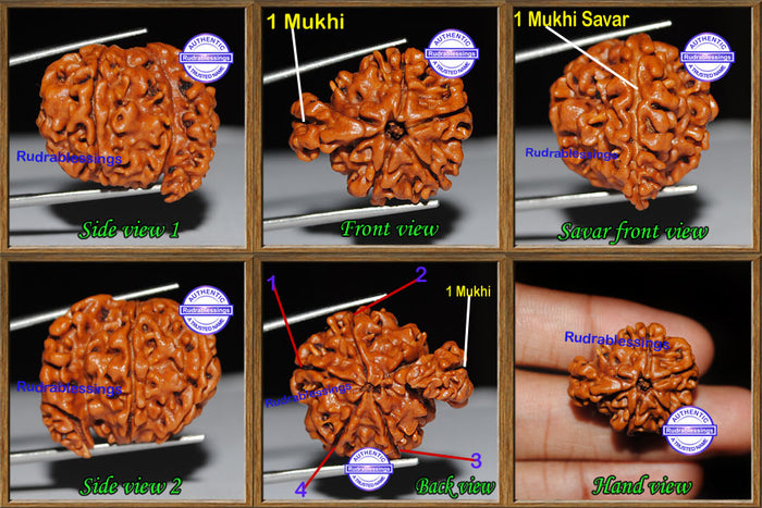1 Mukhi Savar Rudraksha from Nepal - Bead No. 42