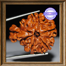 Load image into Gallery viewer, 1 Mukhi Savar Rudraksha from Nepal - Bead No. 42
