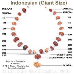 Rudraksha Shahi Indrani Mala from Indonesia (Giant size beads)
