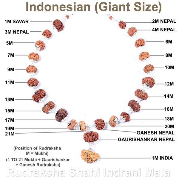 Rudraksha Shahi Indrani Mala from Indonesia (Giant size beads)