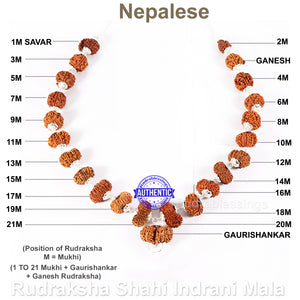 Rudraksha Shahi Indrani Mala from Nepal