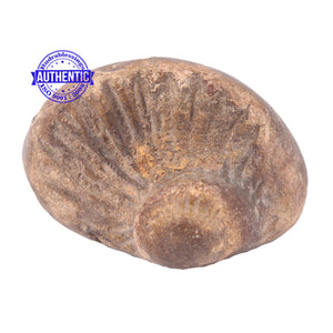 Sudarshan Shaligram - 103