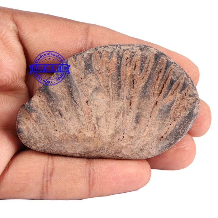 Shaligram - 107