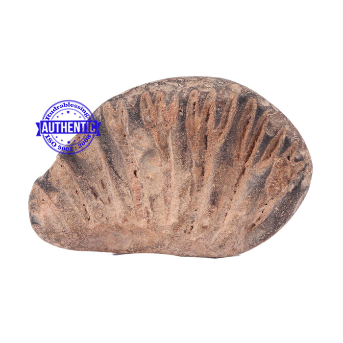 Shaligram - 107