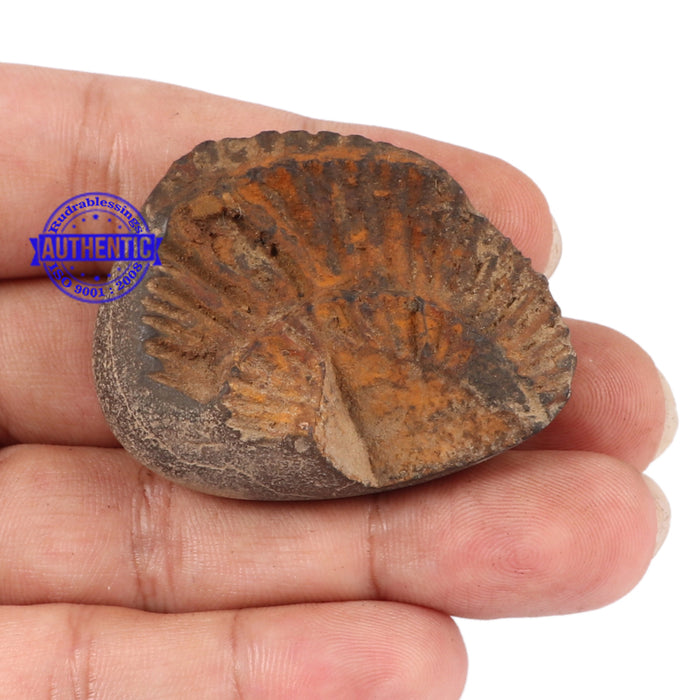 Shaligram - 113
