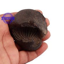 Load image into Gallery viewer, Shaligram - 154
