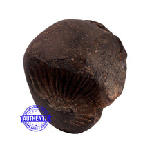 Load image into Gallery viewer, Shaligram - 154
