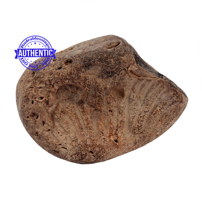 Shaligram - 157