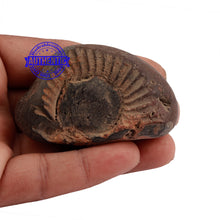 Load image into Gallery viewer, Shaligram - 158
